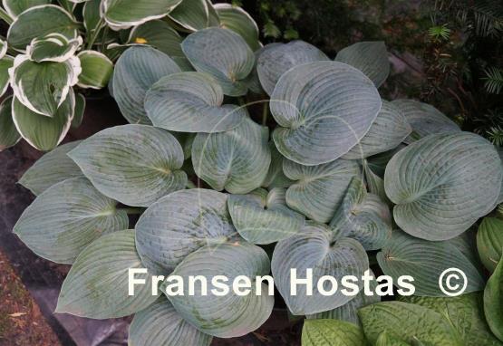 Hosta Brother Ronald